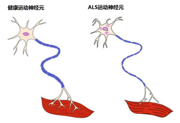 &#20048;&#40060;